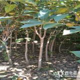 柿子樹苗種植基地技術(shù)指導