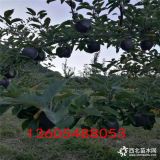 新品種華碩蘋果樹苗、華碩蘋果苗價(jià)格