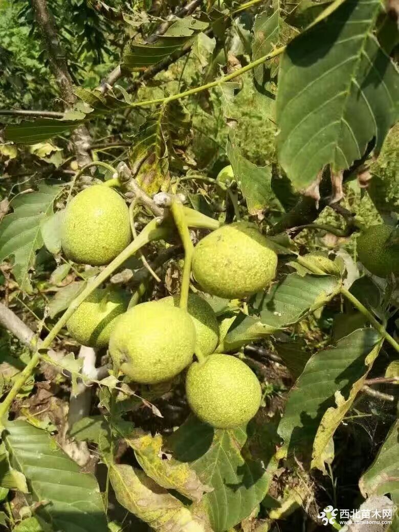 核桃苗 核桃苗稳产种植技术