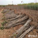 矮化美早樱桃苗价格、矮化美早樱桃苗批发基地