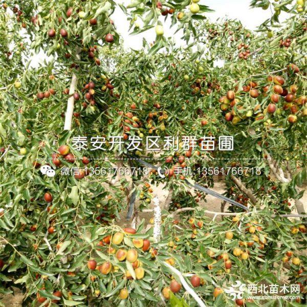 大紅棗樹苗、大紅棗樹苗價(jià)格、大紅棗樹苗出售