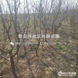 枣树苗出售、枣树苗价格、枣树苗基地