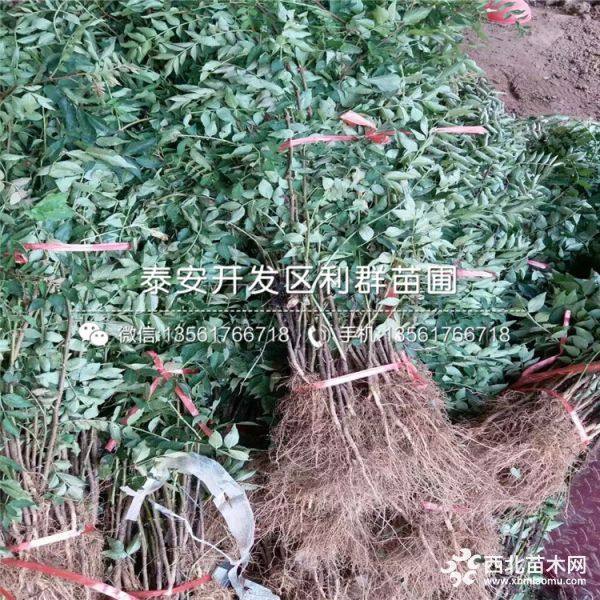 大红袍花椒树苗、大红袍花椒树苗批发