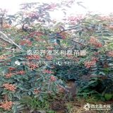 花椒苗、花椒苗批發(fā)、花椒苗基地