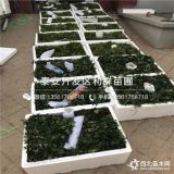 哪里有賣(mài)花椒樹(shù)苗的、2019年花椒樹(shù)苗多少錢(qián)一棵