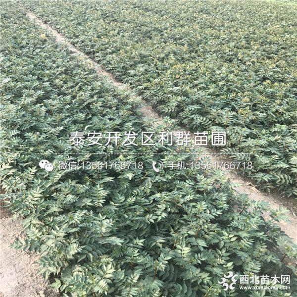 大红袍花椒树苗、大红袍花椒树苗价格