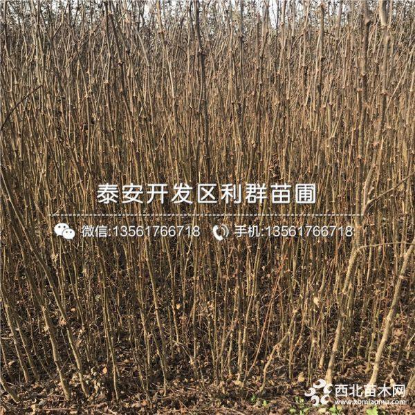 大红袍花椒树苗、大红袍花椒树苗基地