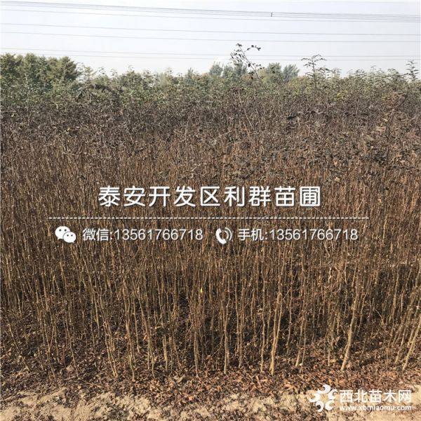 大红袍花椒树苗、大红袍花椒树苗基地