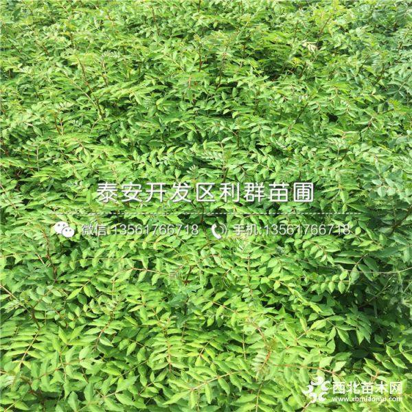 大紅袍花椒苗、大紅袍花椒苗多少錢(qián)一棵