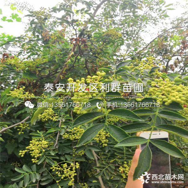 大红袍花椒苗、大红袍花椒树苗、大红袍花椒树苗价格