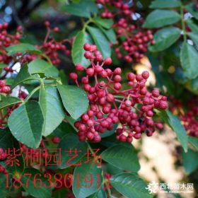 花椒苗哪里的好，山东基地花椒苗好