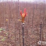 紅油香椿苗價格 2019紅油香椿苗多少錢一棵