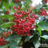 大紅袍花椒苗 1年大紅袍花椒苗采購(gòu)基地批發(fā)價(jià)格