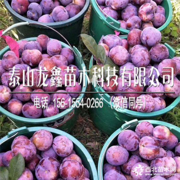 青脆李子树苗