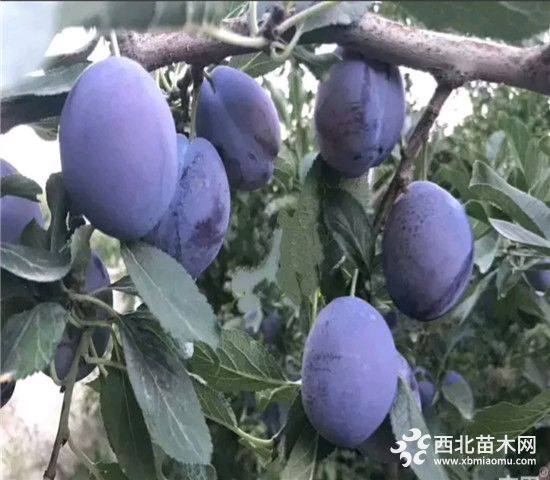 脆紅李李子苗