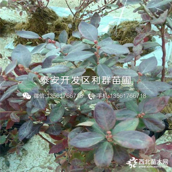 蓝莓苗价格、蓝莓苗多少钱一棵