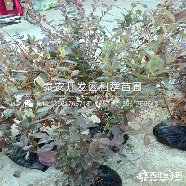 蓝莓苗价格、蓝莓苗多少钱一棵