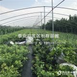 美登藍莓苗、美登藍莓苗價格及報價