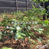 都克蓝莓苗、都克蓝莓苗价格、都克蓝莓苗基地