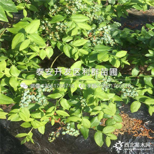 出售薄雾蓝莓苗、薄雾蓝莓苗价格多少、薄雾蓝莓苗基地