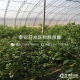 出售蓝莓苗、蓝莓苗价格多少、蓝莓苗基地