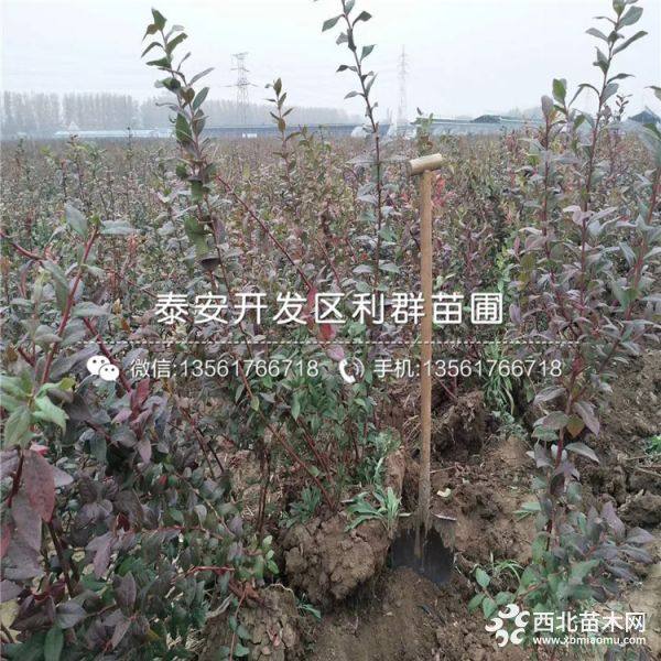 蓝莓树苗、蓝莓树苗价格、蓝莓树苗基地