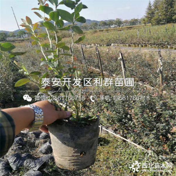 蓝莓树苗、蓝莓树苗价格、蓝莓树苗基地