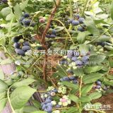 2019年蓝莓苗价格、蓝莓苗多少钱一棵