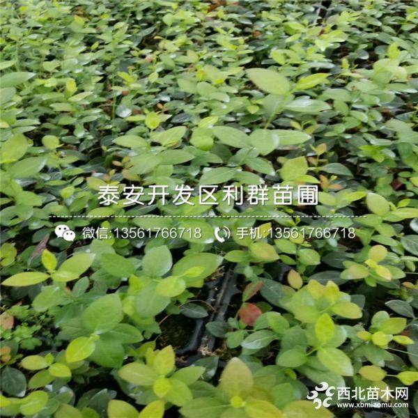 蓝莓苗出售、蓝莓苗批发价格、蓝莓苗基地