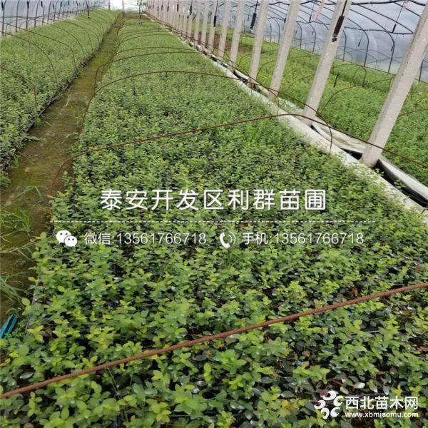 蓝莓苗出售、蓝莓苗批发价格、蓝莓苗基地