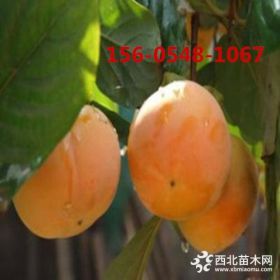 批發(fā)15公分柿子樹20公分柿子樹價(jià)格