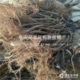 波姬红无花果苗、波姬红无花果树苗、波姬红无花果树苗价格