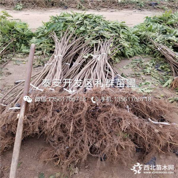 无花果树苗出售、无花果树苗价格、无花果树苗基地