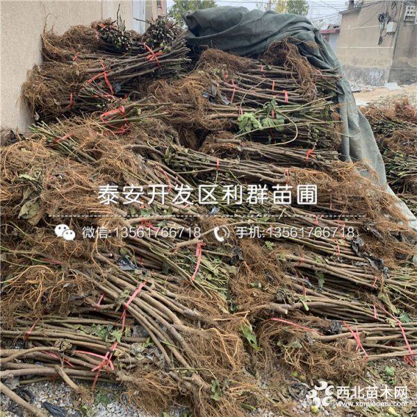 无花果苗出售、无花果苗批发价格、无花果苗基地