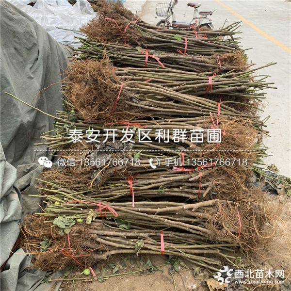 无花果苗出售、无花果苗批发价格、无花果苗基地