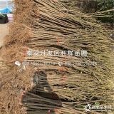 无花果树苗、无花果树苗出售、无花果树苗价格