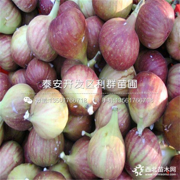 波姬红无花果树苗、波姬红无花果树苗价格及报价