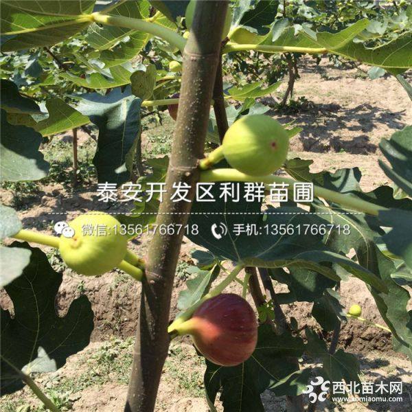 波姬红无花果树苗、波姬红无花果树苗价格及报价