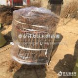 无花果树苗、山东无花果树苗、山东无花果树苗价格