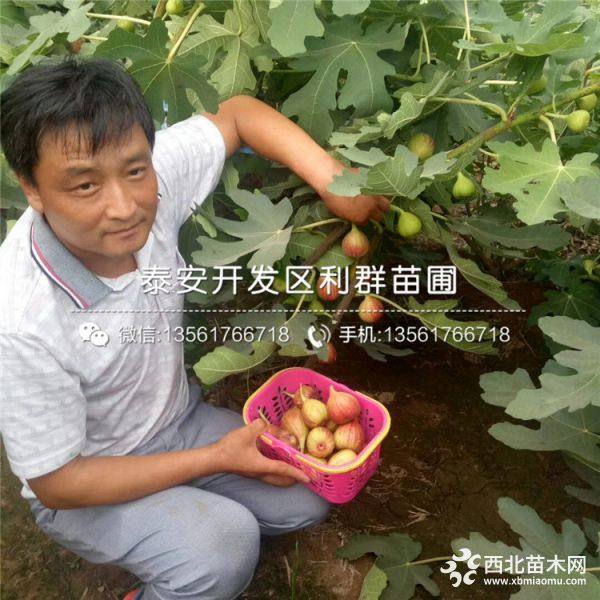 出售无花果树苗、无花果树苗新品种、无花果树苗价格多少