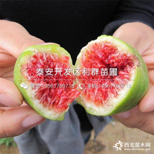 无花果树苗、山东无花果树苗、无花果树苗价格