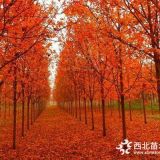 2019年紅橡樹價格行情表5公分紅橡樹基地價格