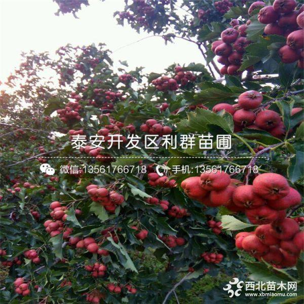 甜紅子山楂苗、甜紅子山楂樹苗、甜紅子山楂樹苗價(jià)格