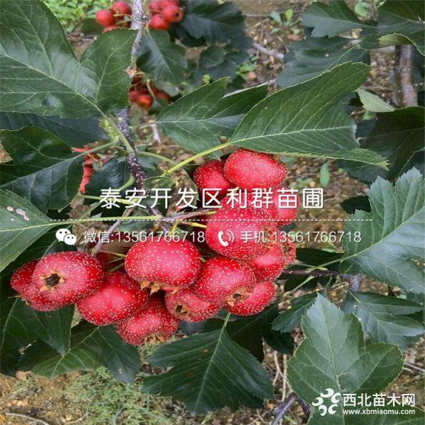 甜紅子山楂苗、甜紅子山楂樹苗、甜紅子山楂樹苗價(jià)格