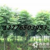 3公分6公分12公分欒樹價(jià)格，南京欒樹報(bào)價(jià)