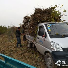 大梨苗杏苗苹果苗河南果树长垣果苗