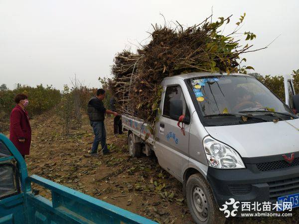 果苗杏苗梨樹(shù)苗