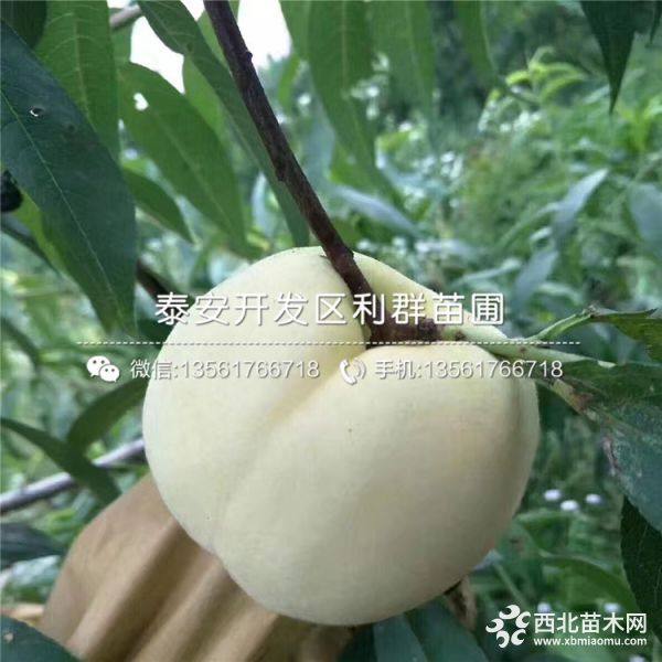 白如玉桃樹苗、新品種白如玉桃樹苗、白如玉桃樹苗價(jià)格