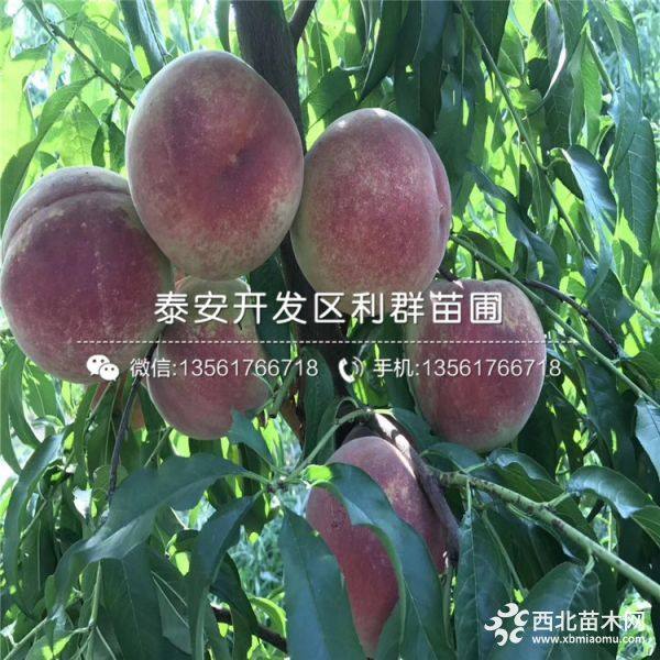 批发水蜜桃树苗；水蜜桃树苗新品种；水蜜桃树苗价格多少