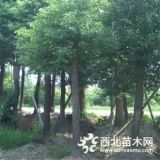 詳細介紹15公分18公分20公分香樟樹產地，習性，管理，價格